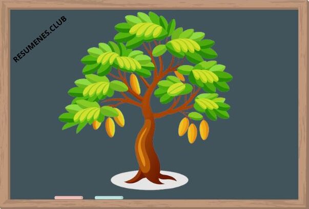 ARBOL DE TAMARINDO ARBOL DE TAMARINDO