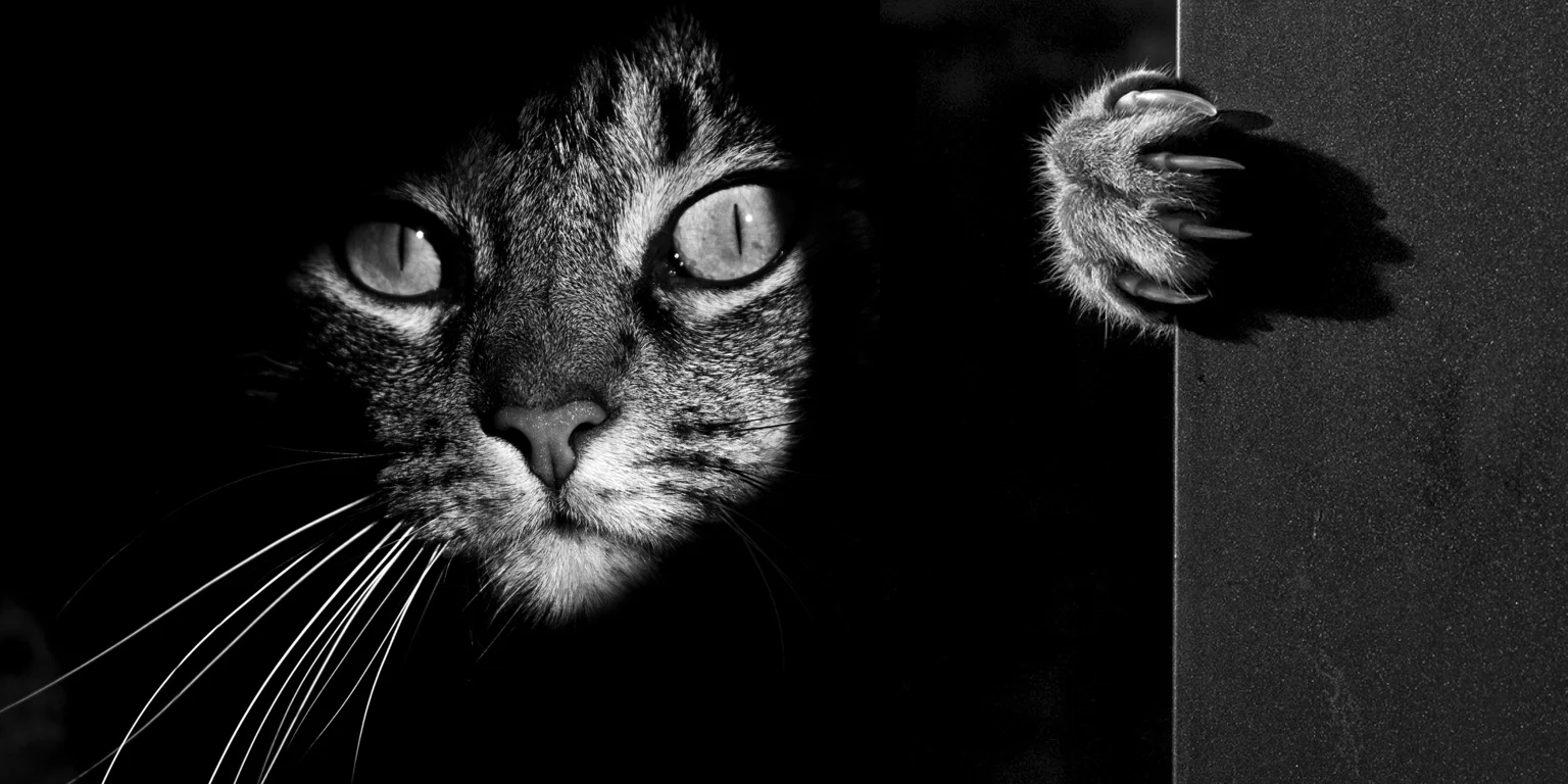 Gato misterioso simbolo en poesia de Baudelaire Gato misterioso símbolo en poesía de Baudelaire